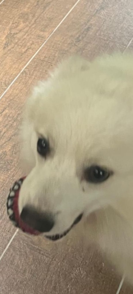 Fluffy white dog holding a red ball, looking up at the camera