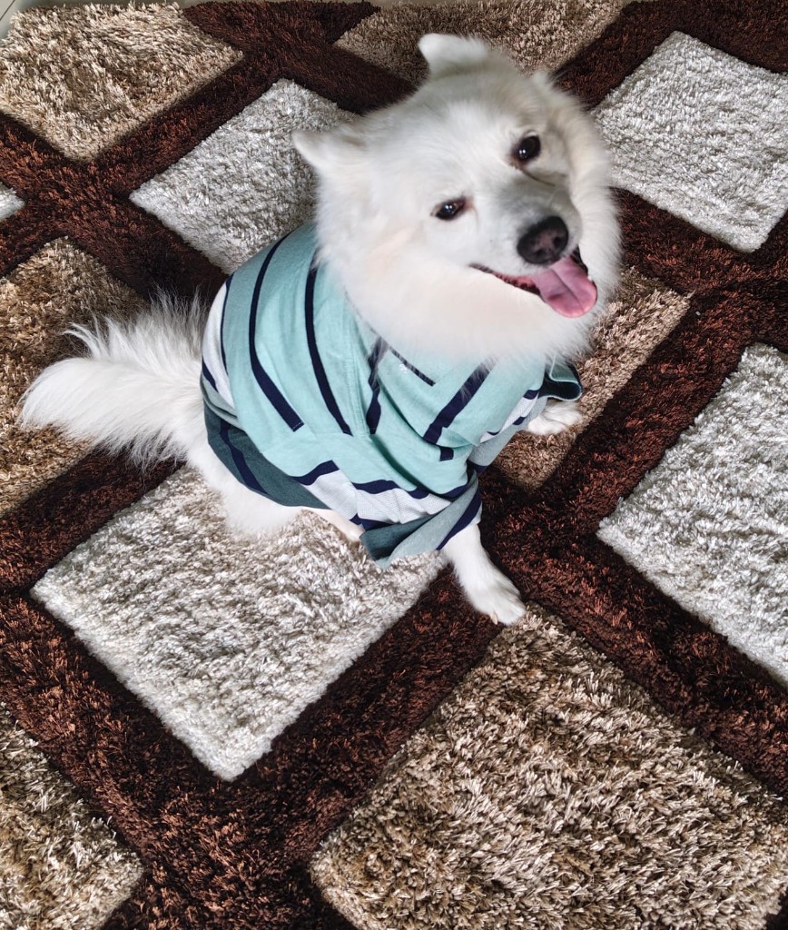White dog in a mint striped sweater sitting on a geometric rug