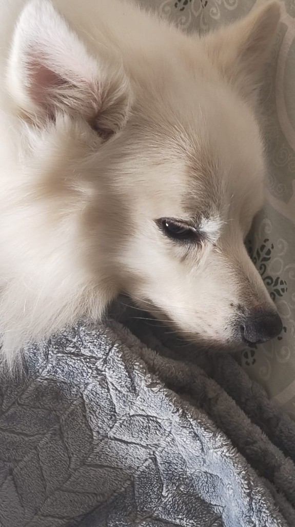 Close-up of a white dog resting on patterned bedding